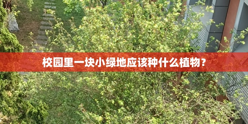 校园里一块小绿地应该种什么植物？