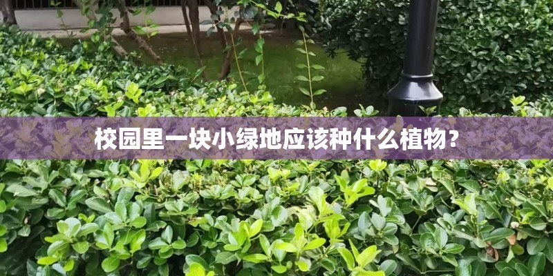校园里一块小绿地应该种什么植物？
