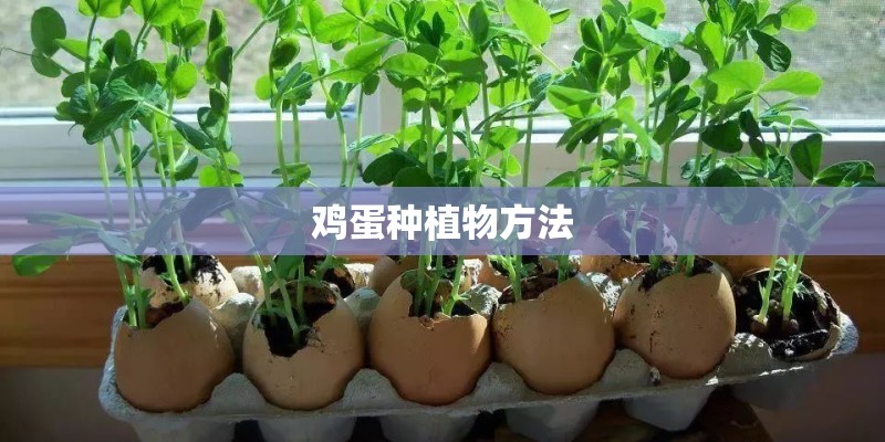 鸡蛋种植物方法