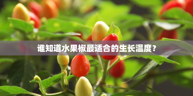 谁知道水果椒最适合的生长温度？
