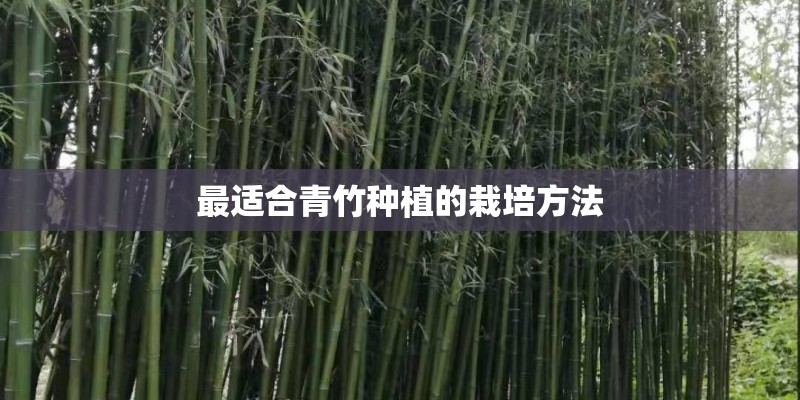 最适合青竹种植的栽培方法