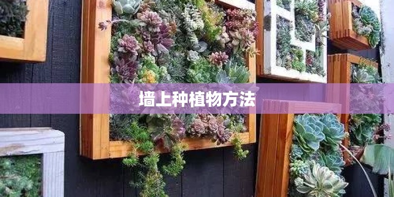 墙上种植物方法