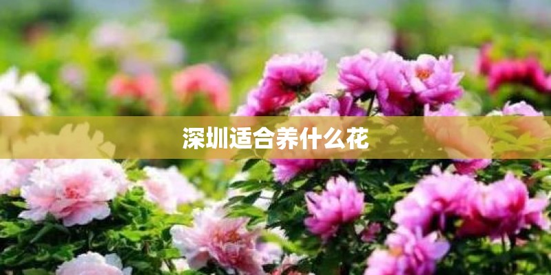 深圳适合养什么花