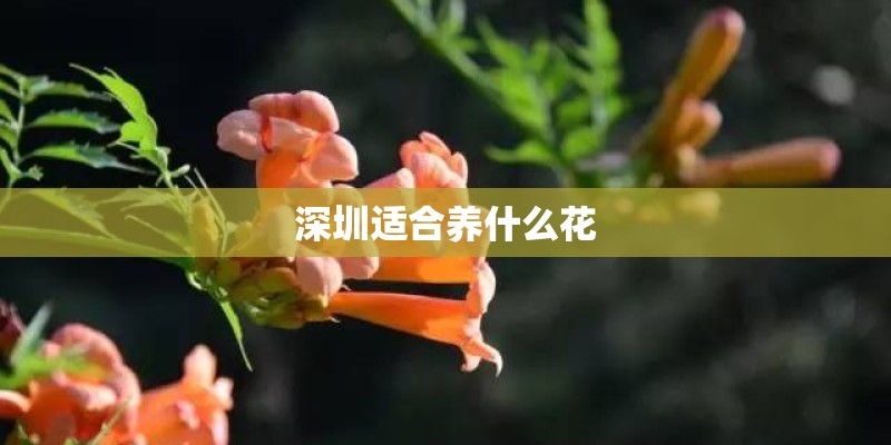 深圳适合养什么花