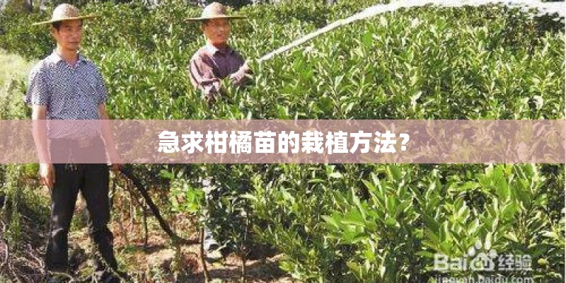 急求柑橘苗的栽植方法？