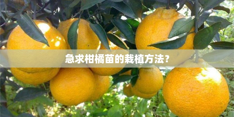 急求柑橘苗的栽植方法？