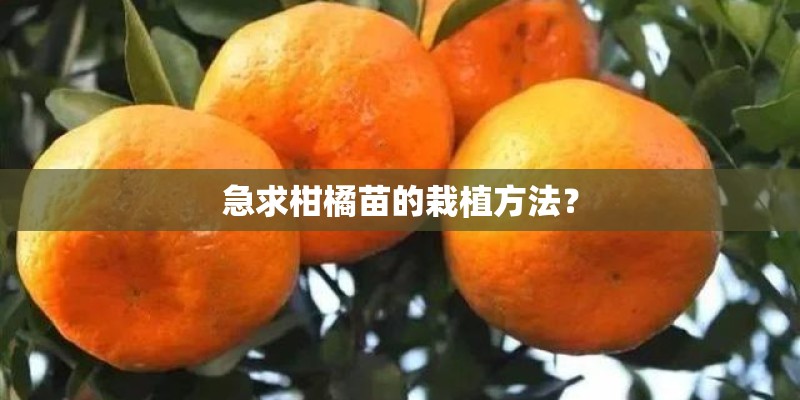 急求柑橘苗的栽植方法？
