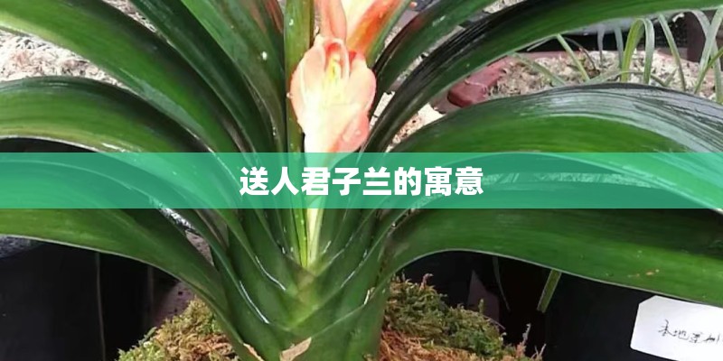 送人君子兰的寓意