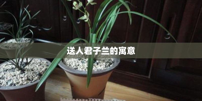 送人君子兰的寓意