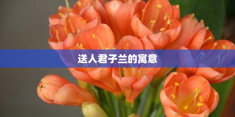 送人君子兰的寓意