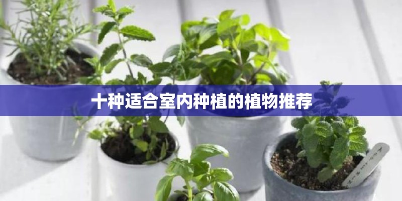 十种适合室内种植的植物推荐 十种适合室内种植的植物推荐
