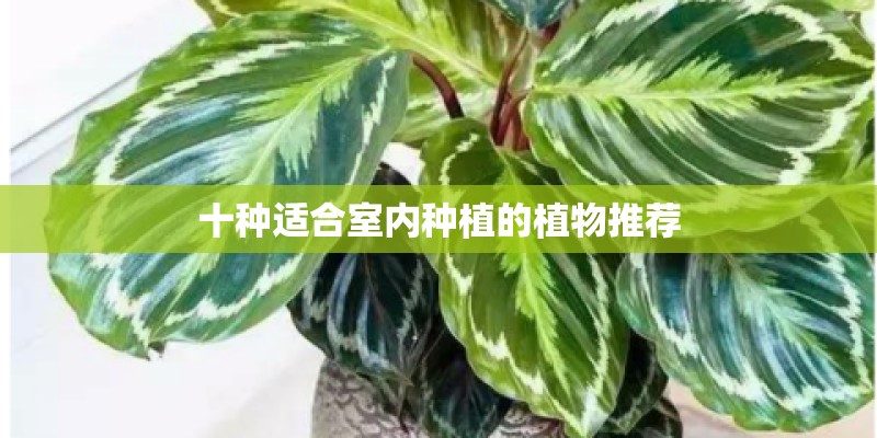 十种适合室内种植的植物推荐 十种适合室内种植的植物推荐