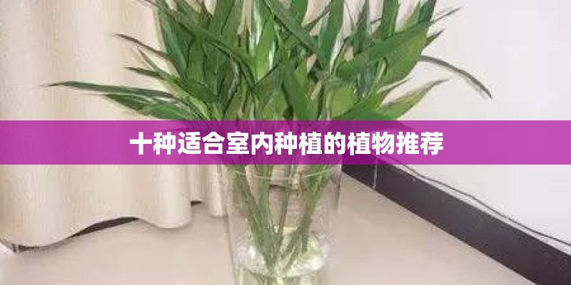 十种适合室内种植的植物推荐 十种适合室内种植的植物推荐