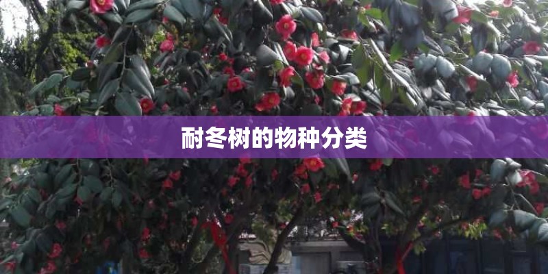 耐冬树的物种分类