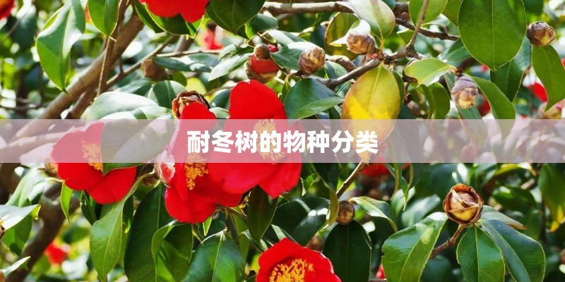 耐冬树的物种分类
