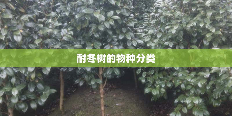 耐冬树的物种分类
