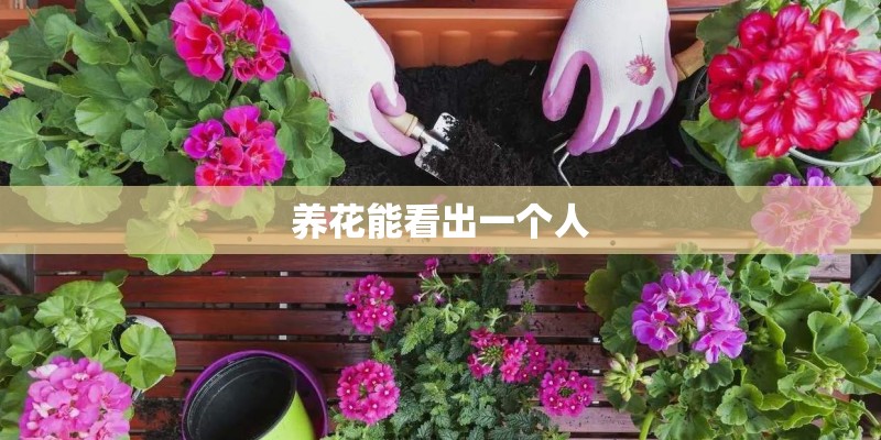 养花能看出一个人
