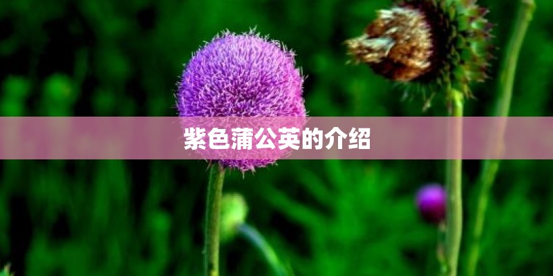 紫色蒲公英的介绍