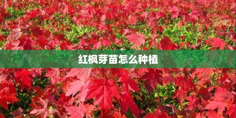 红枫芽苗怎么种植