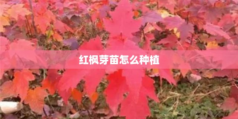 高中生物种群密度调查方法都有些什么？
