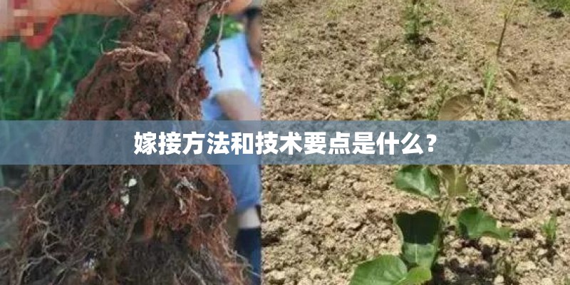 嫁接方法和技术要点是什么？