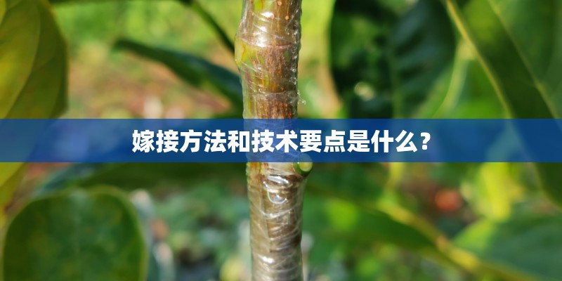 嫁接方法和技术要点是什么？