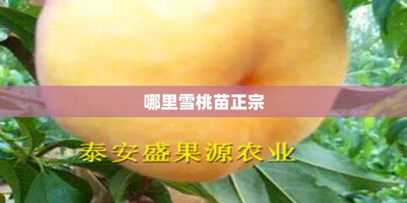 哪里雪桃苗正宗