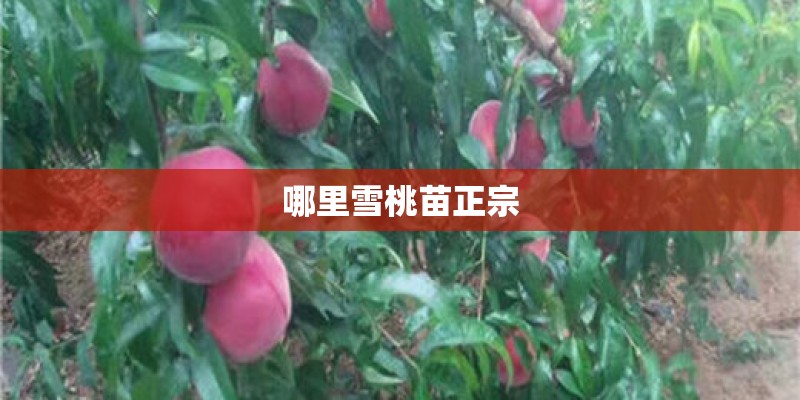 哪里雪桃苗正宗