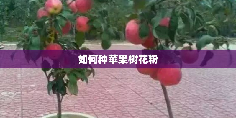 如何种苹果树花粉