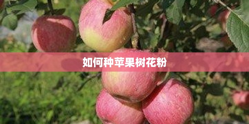 如何种苹果树花粉
