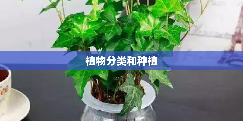 植物分类和种植