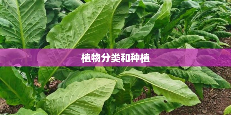 植物分类和种植