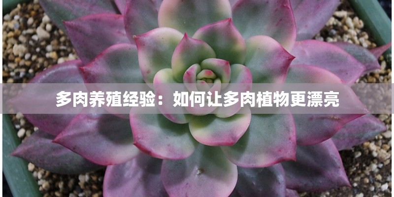 多肉养殖经验：如何让多肉植物更漂亮