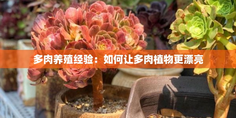 多肉养殖经验：如何让多肉植物更漂亮