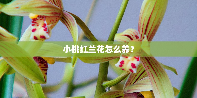 小桃红兰花怎么养？