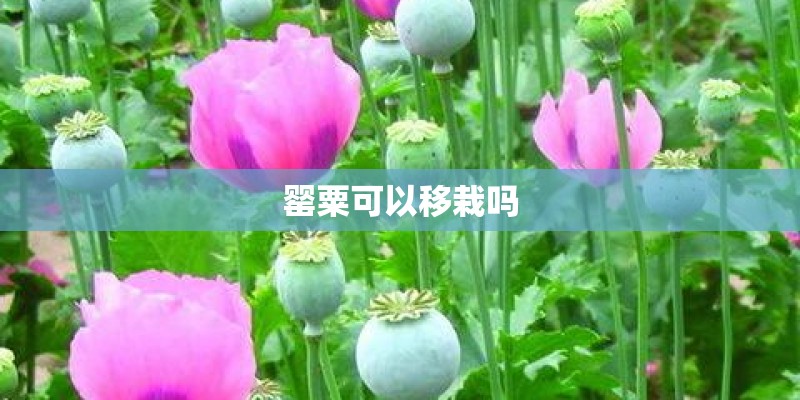罂粟可以移栽吗
