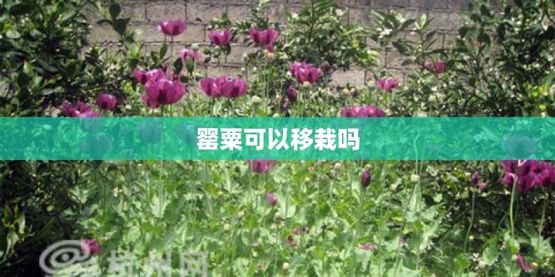 罂粟可以移栽吗