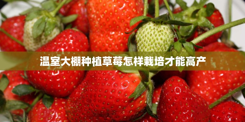 温室大棚种植草莓怎样栽培才能高产