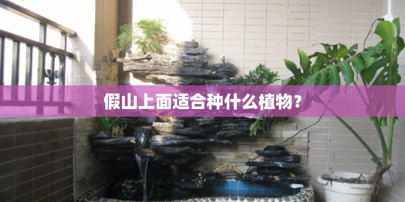 假山上面适合种什么植物？