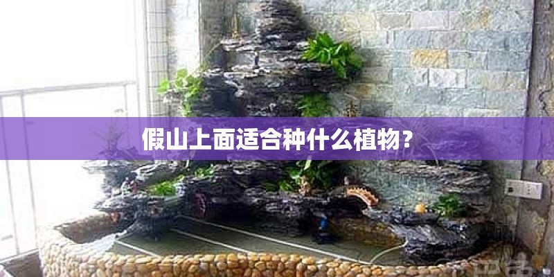 假山上面适合种什么植物？