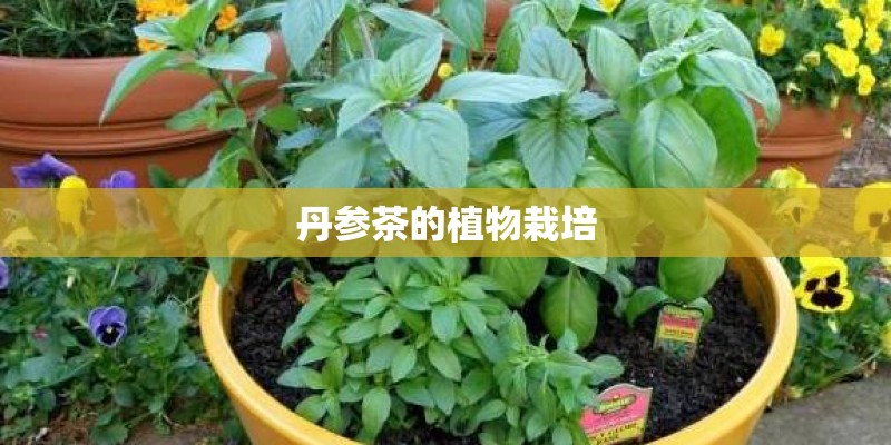 丹参茶的植物栽培