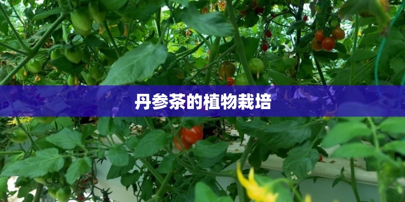 丹参茶的植物栽培