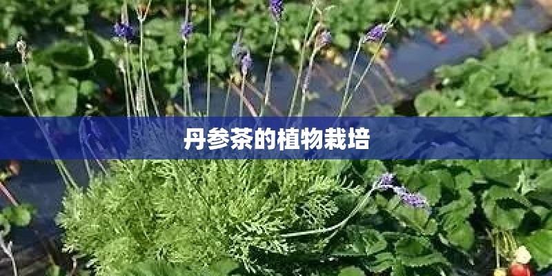 丹参茶的植物栽培