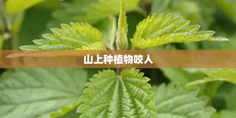 山上种植物咬人