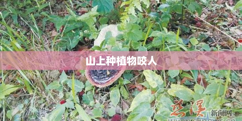 山上种植物咬人