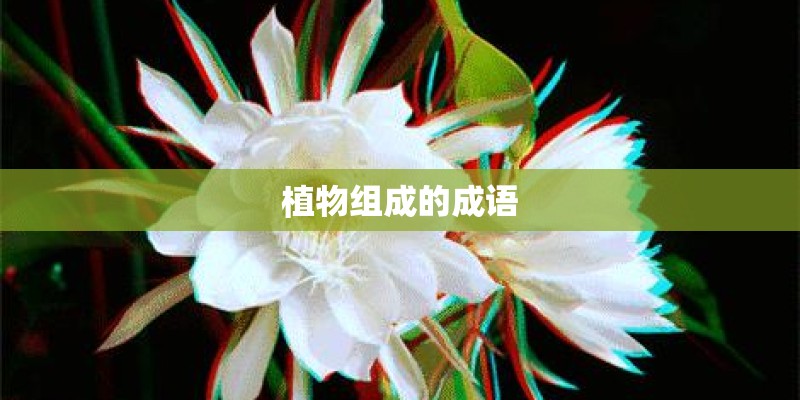 植物组成的成语