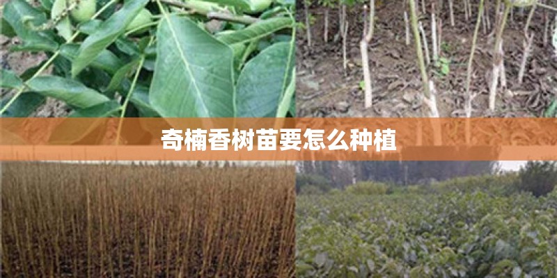 奇楠香树苗要怎么种植