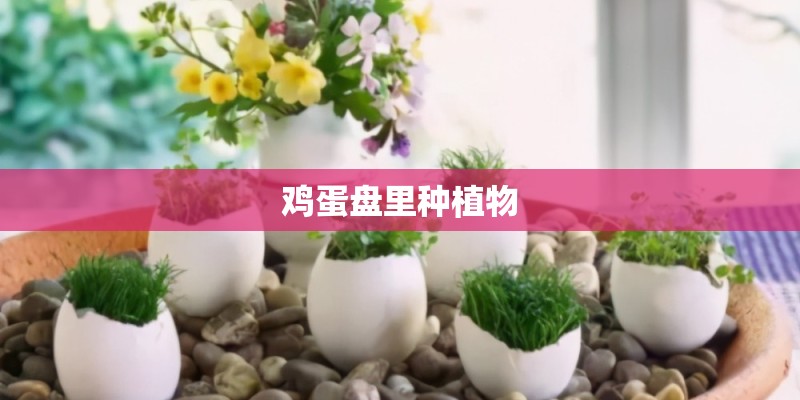鸡蛋盘里种植物