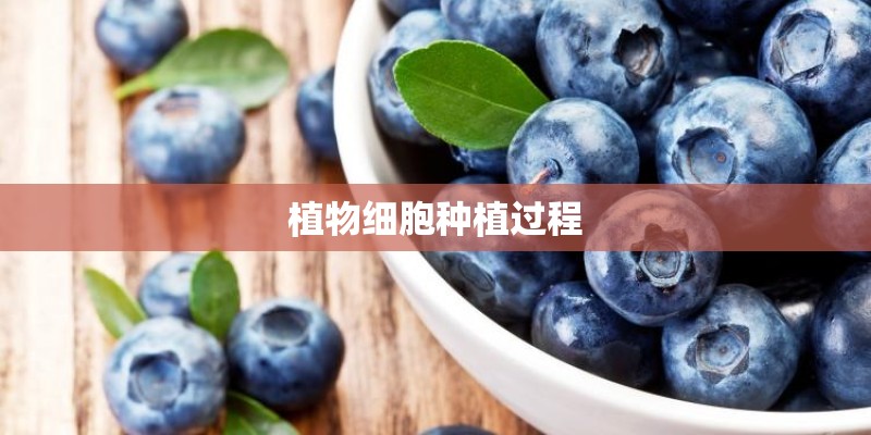 植物细胞种植过程
