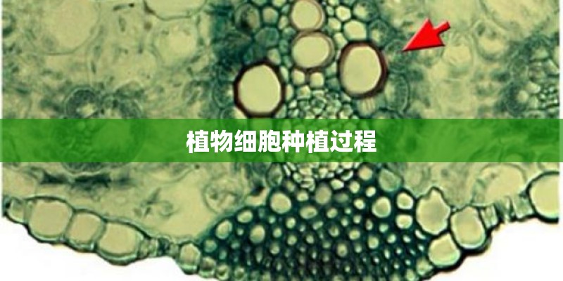 植物细胞种植过程